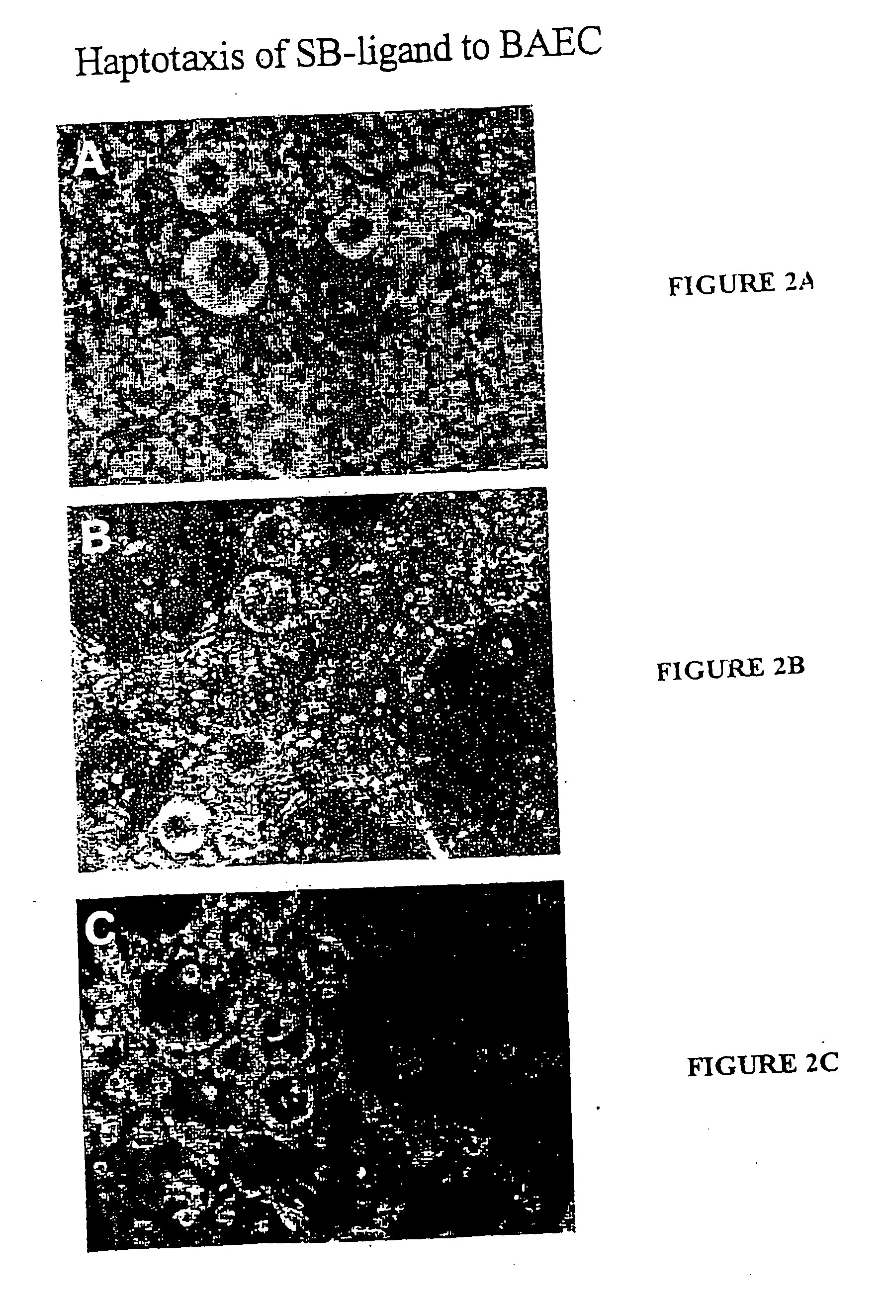 Novel haptotactic peptides