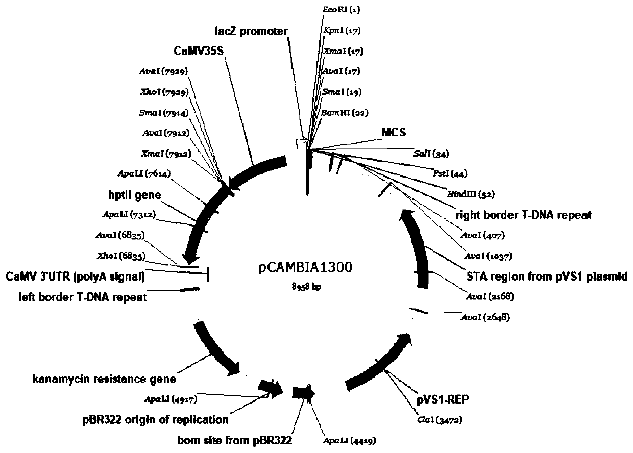 Rice hybrid seed production method