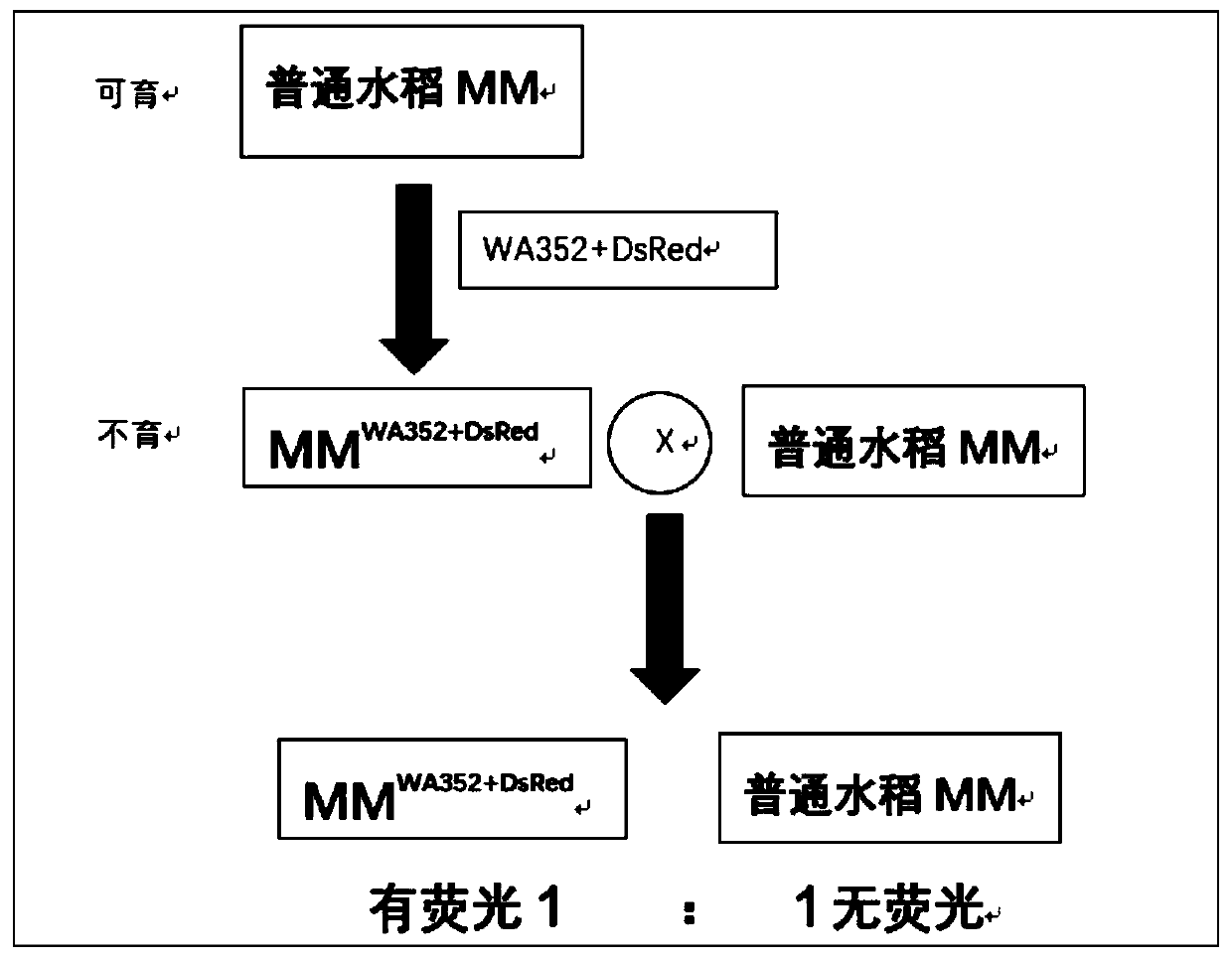 Rice hybrid seed production method