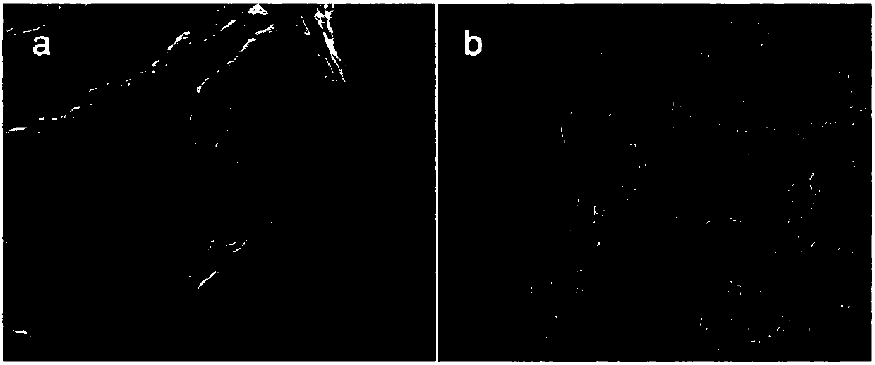 Co3S4 ultrathin nanosheet/rGO composite structure and preparation method and application thereof