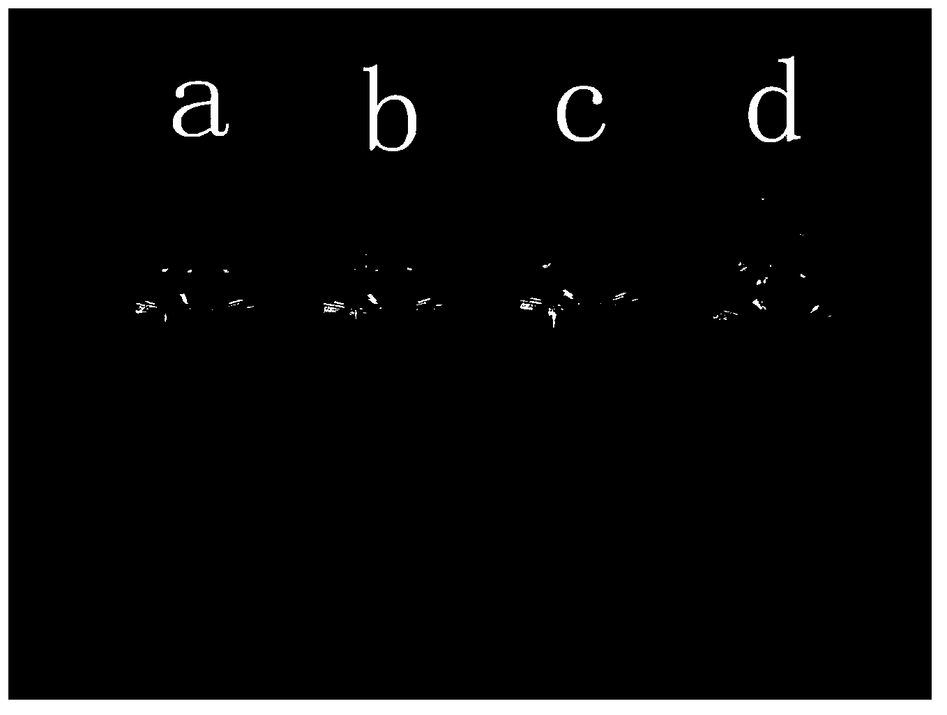 Microbial reduction of graphene oxide and preparation method for graphene