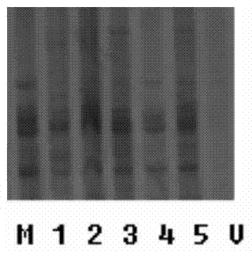 Artemisia annua absorbing formaldehyde and its cultivation method