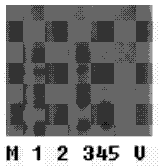 Artemisia annua absorbing formaldehyde and its cultivation method