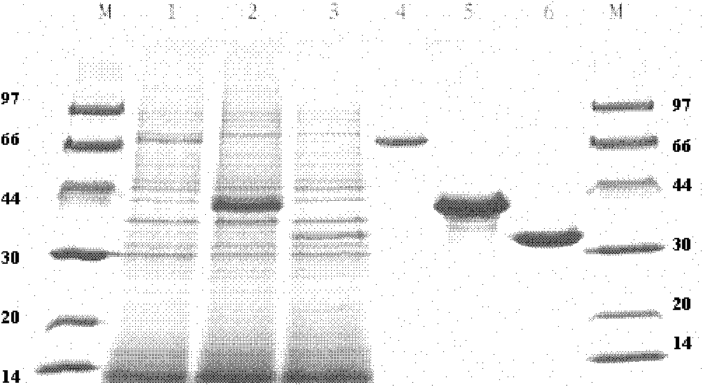 Low-temperature neutral phytase PhyH with double structure domains as well as gene and application thereof