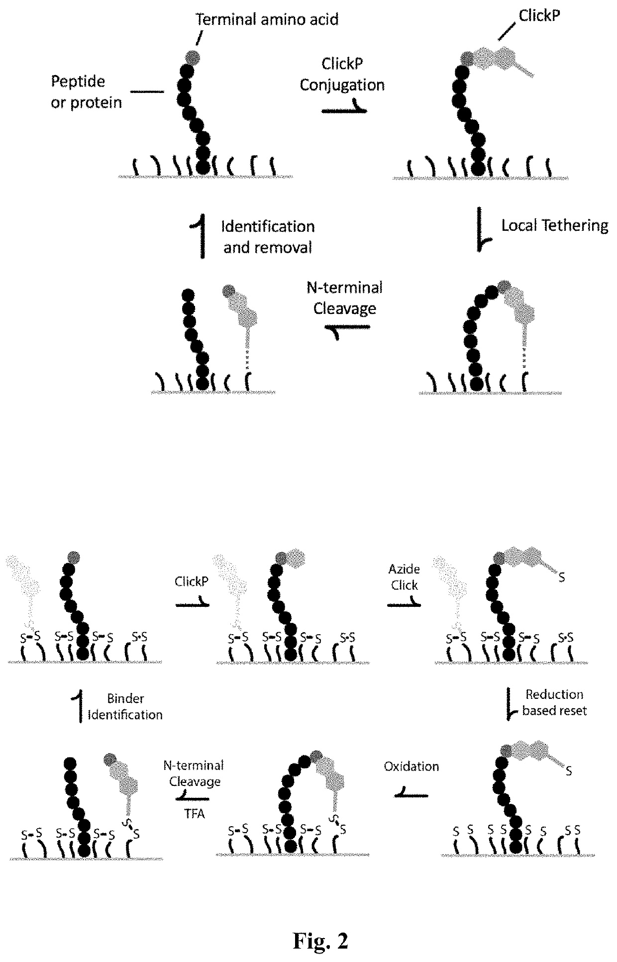 Single-molecule protein and peptide sequencing