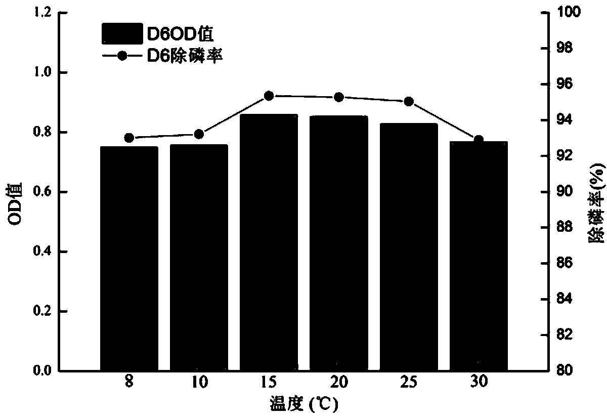 Phosphorus-accumulating bacterium strain with higher phosphorus removal at low temperature, and screening method and application thereof