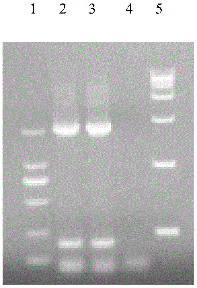 Recombinant classical swine fever virus NS3 protein, ELISA kit and application of kit