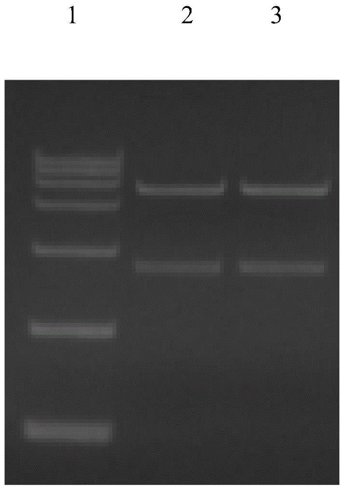 Recombinant classical swine fever virus NS3 protein, ELISA kit and application of kit