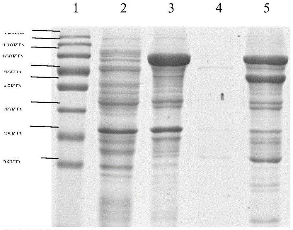 Recombinant classical swine fever virus NS3 protein, ELISA kit and application of kit