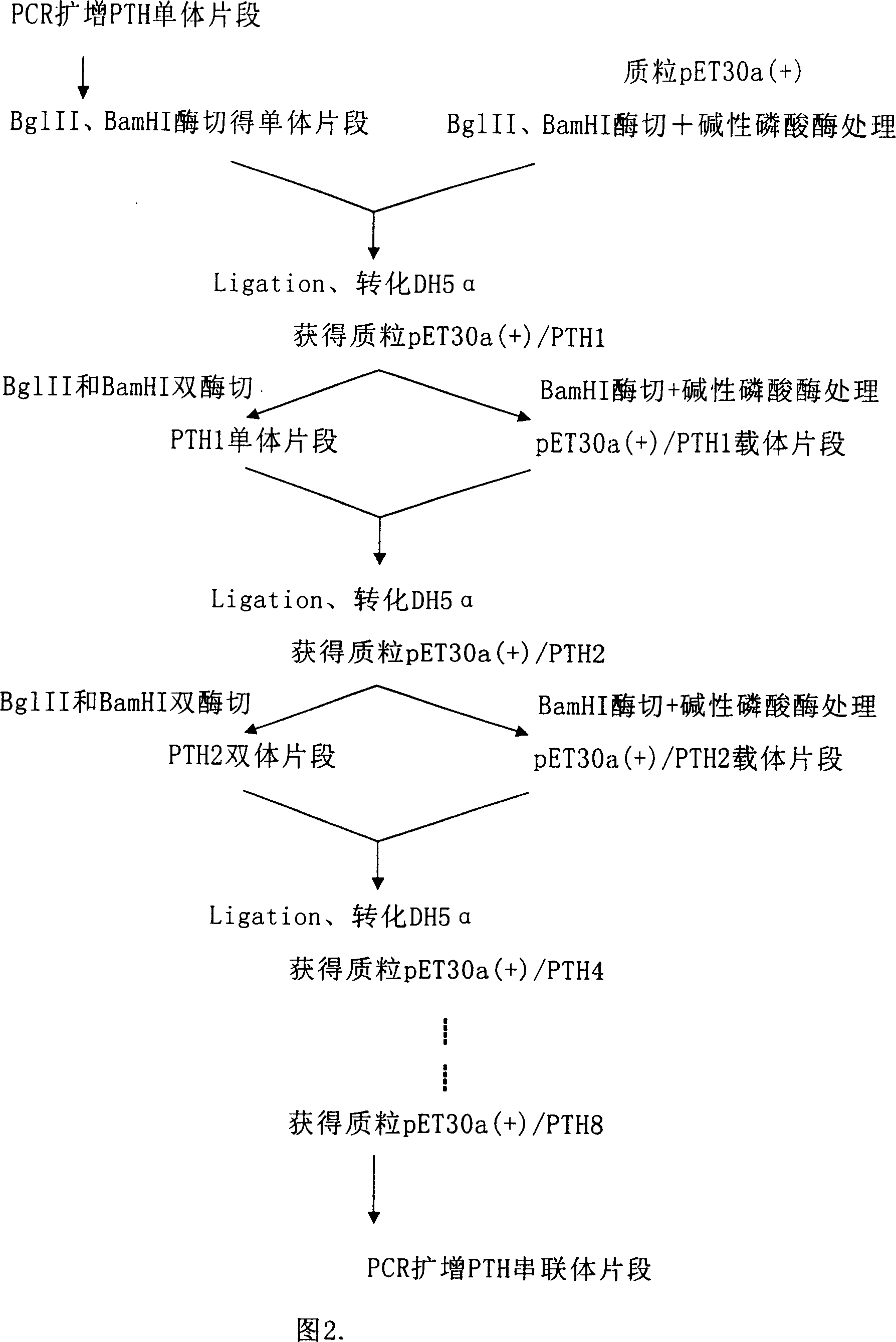 Cascade expression method of recombinant human glandulae parathyroideae (1 to 34 peptide)