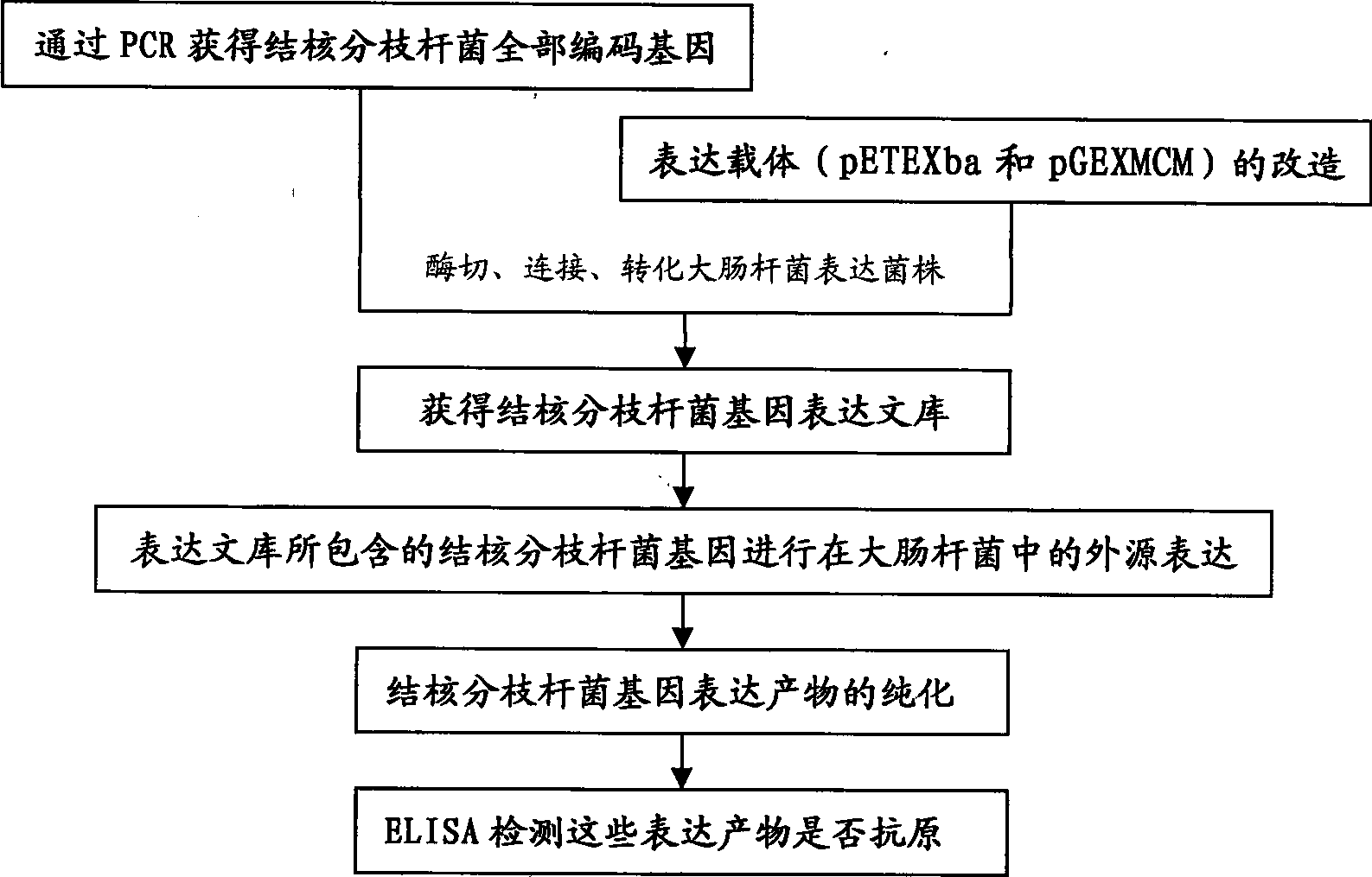 Construction method and use of Mycobacterium tuberculosis gene expression library