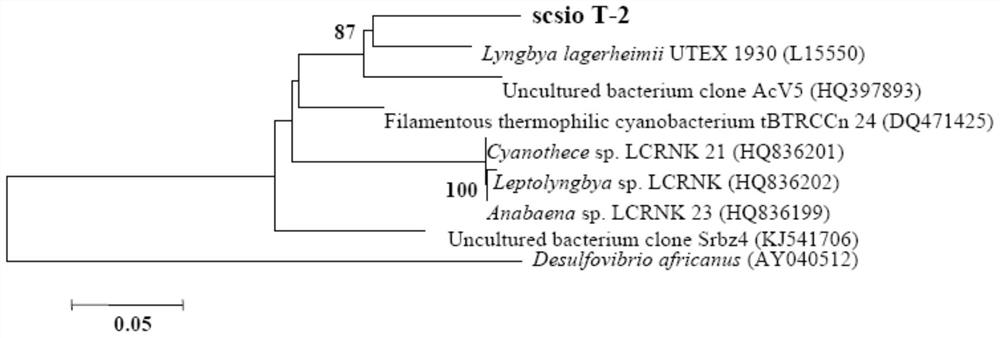 A Leptinia scsio T-2 and its application