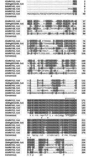 Application of Miscanthus WRKY transcription factor in increase of biomass of plant fiber