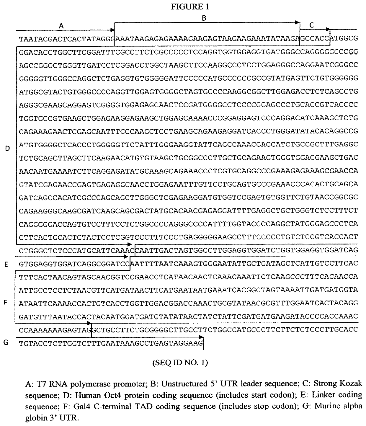 Reprogramming Cells With Synthetic Messenger RNA