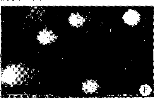 Chinese medicament preparation for protecting DNA oxidative damages, preparation method and application thereof