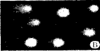 Chinese medicament preparation for protecting DNA oxidative damages, preparation method and application thereof