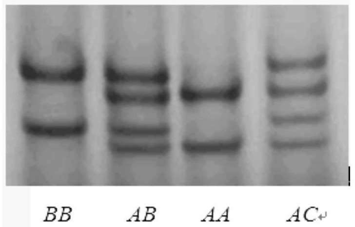 A molecular marker related to cashmere traits of Longdong cashmere goats and its application