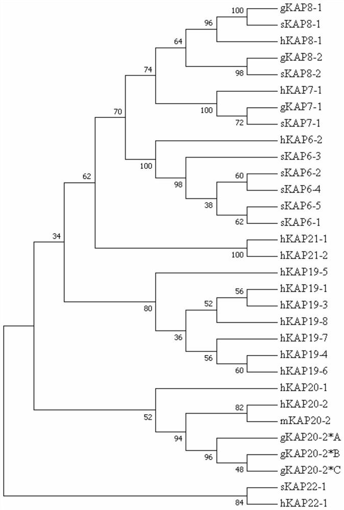 A molecular marker related to cashmere traits of Longdong cashmere goats and its application