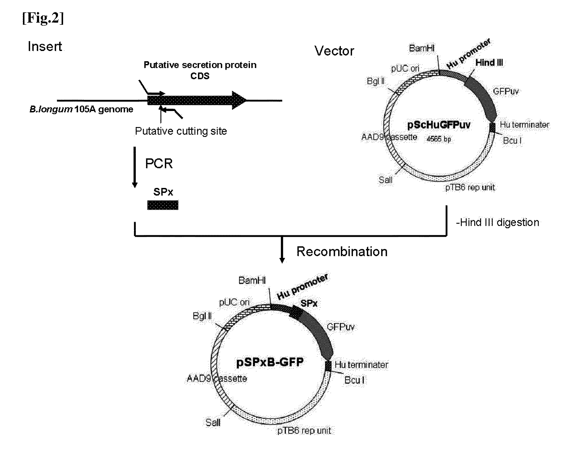 Transfection vector