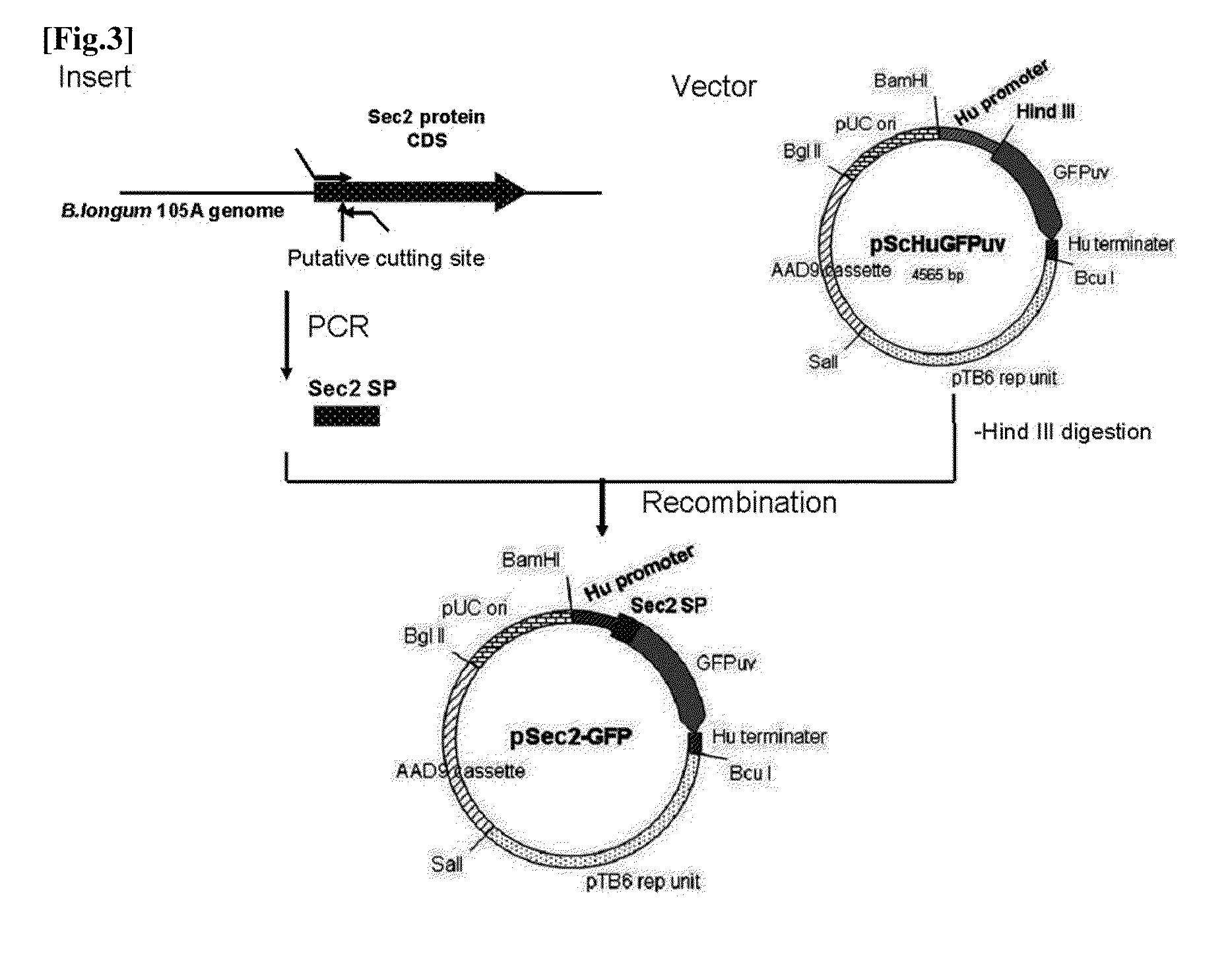 Transfection vector