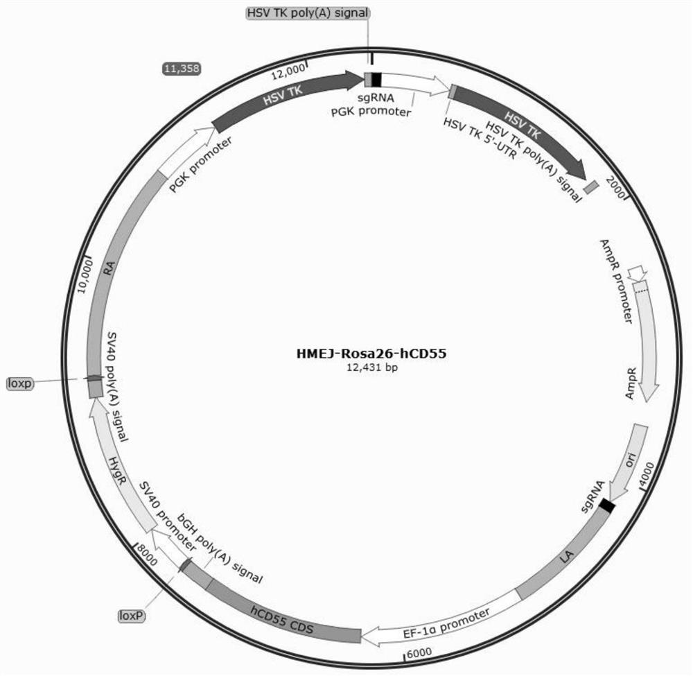 Construction method of human CD55 transgenic large animal