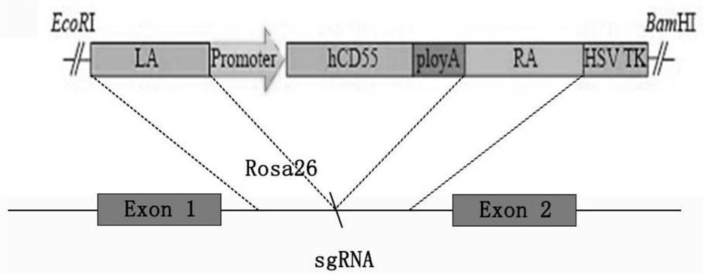 Construction method of human CD55 transgenic large animal