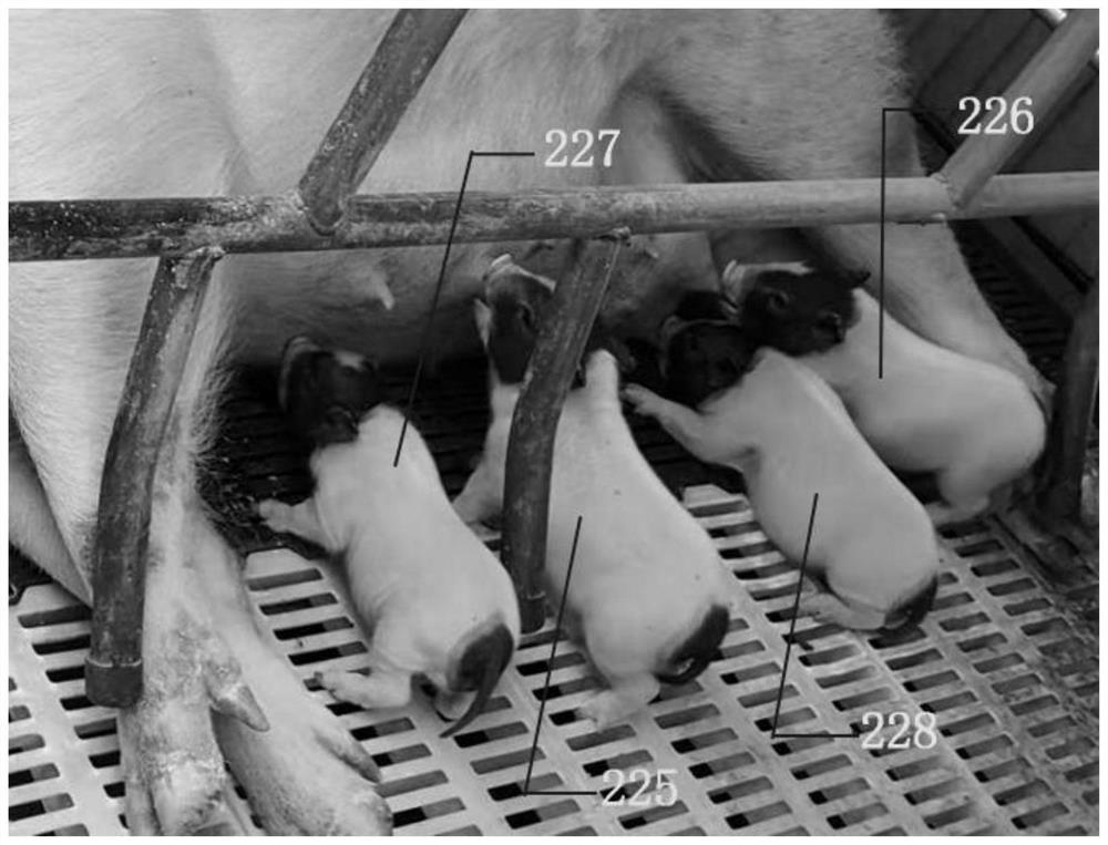 Construction method of human CD55 transgenic large animal