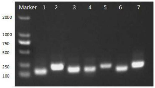 A kit, primer pair, probe and method for detecting Vibrio parahaemolyticus