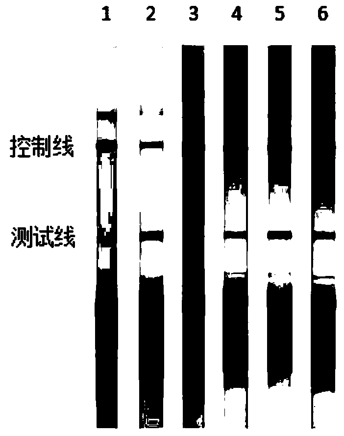 A kit, primer pair, probe and method for detecting Vibrio parahaemolyticus