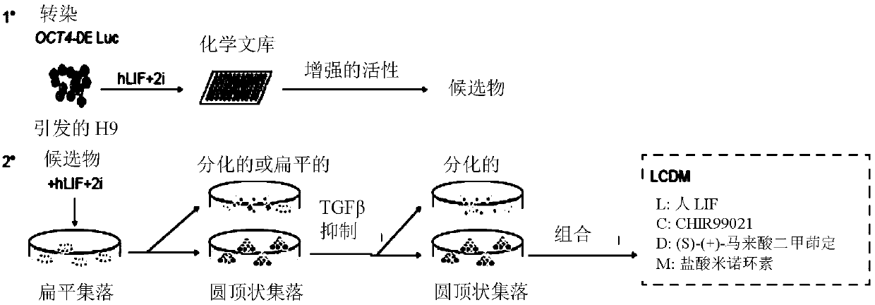 Induced extended pluripotent stem cells, methods of making and using