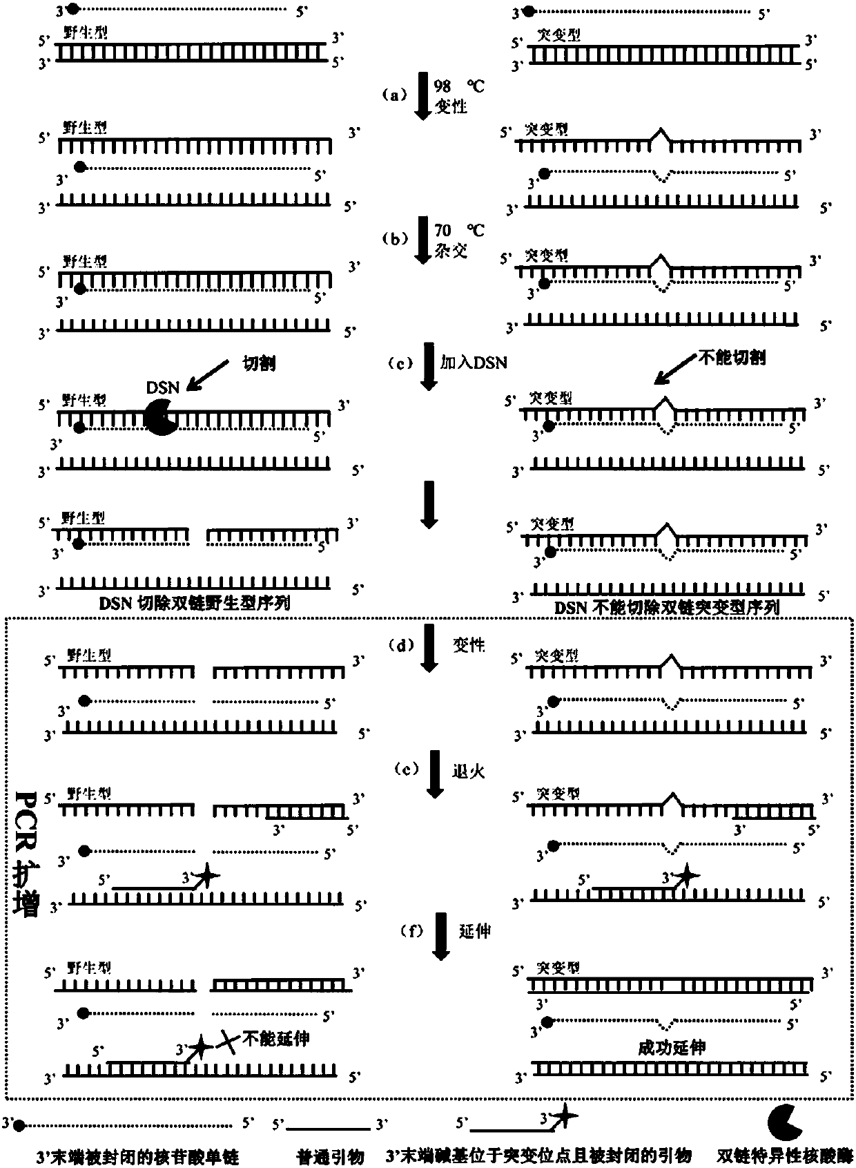 Low abundance gene mutation enriching method based on removing wild sequences