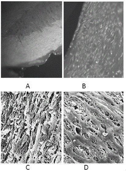 Artificial nerve graft constructed based on chip-type acellularized scaffold and preparation method of artificial nerve graft