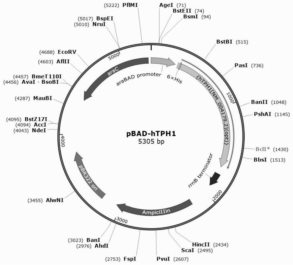 Modified strain, application of modified strain in preparation of intestinal motility promoting preparation and product