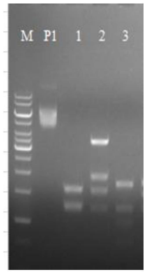 Modified strain, application of modified strain in preparation of intestinal motility promoting preparation and product