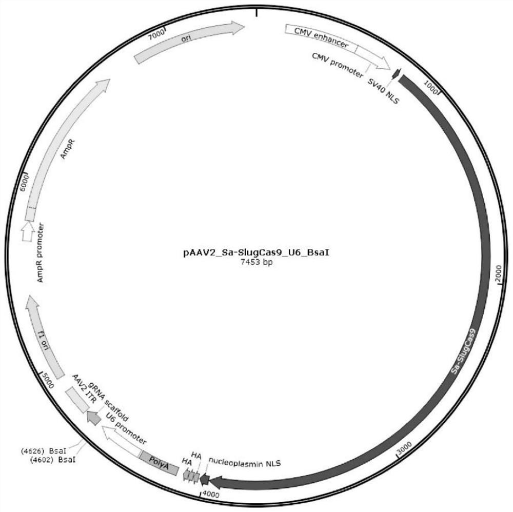 crispr/sa-slugcas9 gene editing system and its application