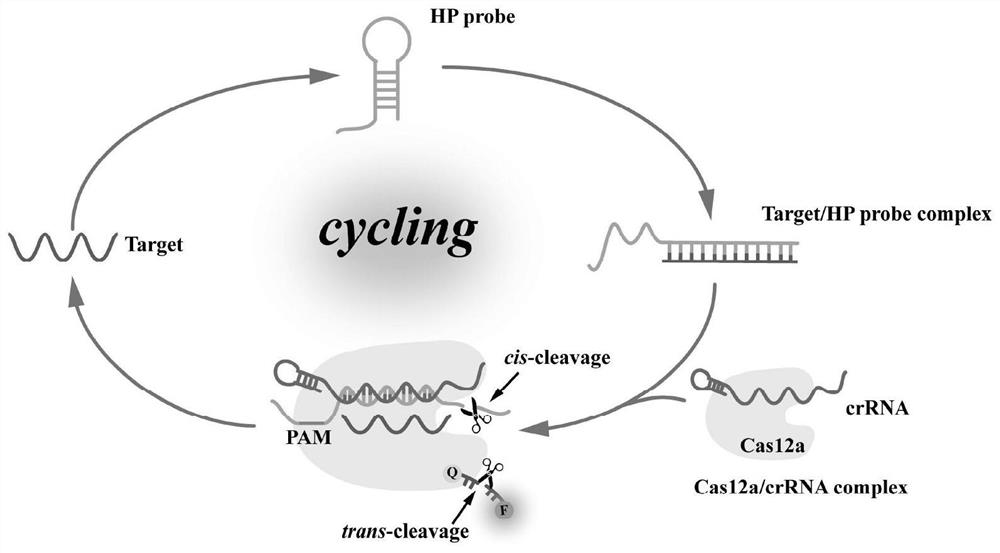 Fluorescent sensor for detecting HBV, and preparation and applications thereof