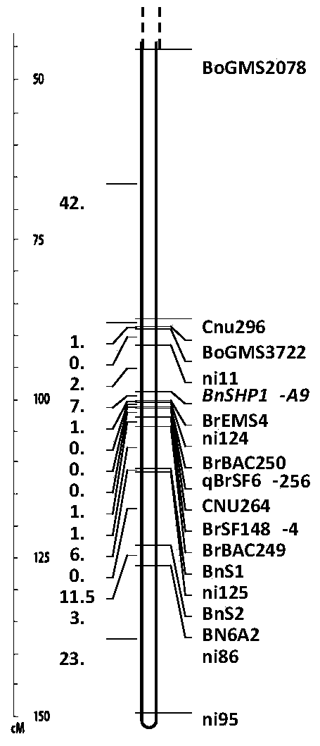 Molecular markers related to the main effect QTL of anti-cracking angle trait in rapeseed and its application