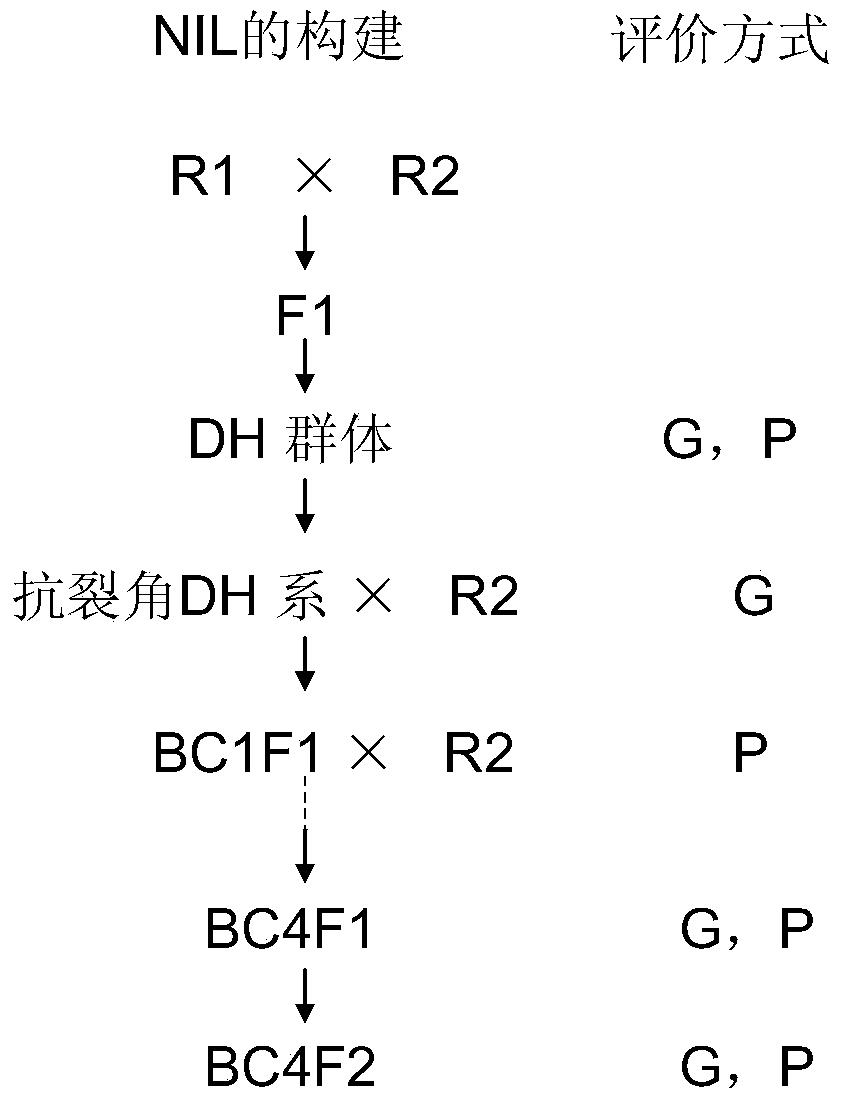 Molecular markers related to the main effect QTL of anti-cracking angle trait in rapeseed and its application