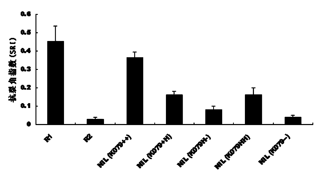 Molecular markers related to the main effect QTL of anti-cracking angle trait in rapeseed and its application