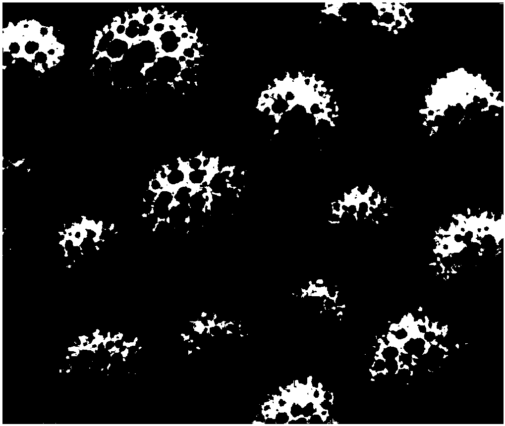 Hypsizygus marmoreus strain and culture method thereof