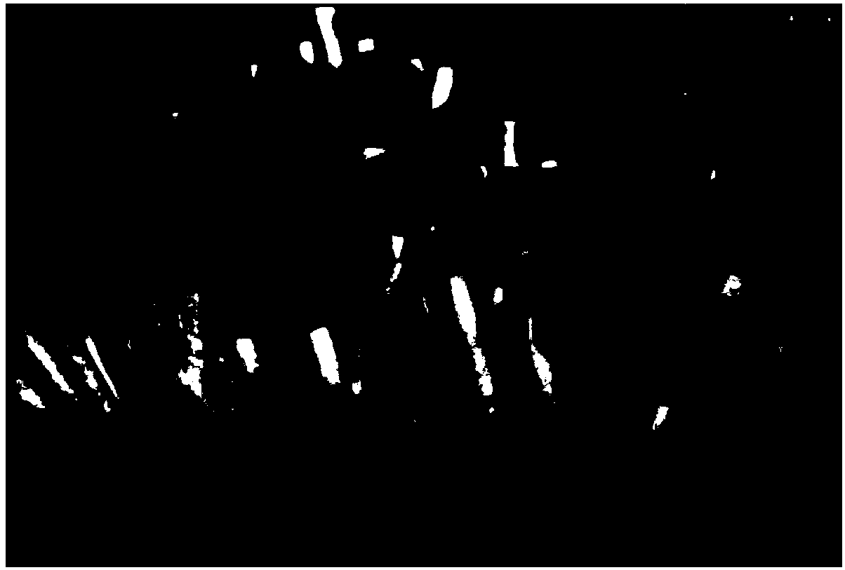 Hypsizygus marmoreus strain and culture method thereof