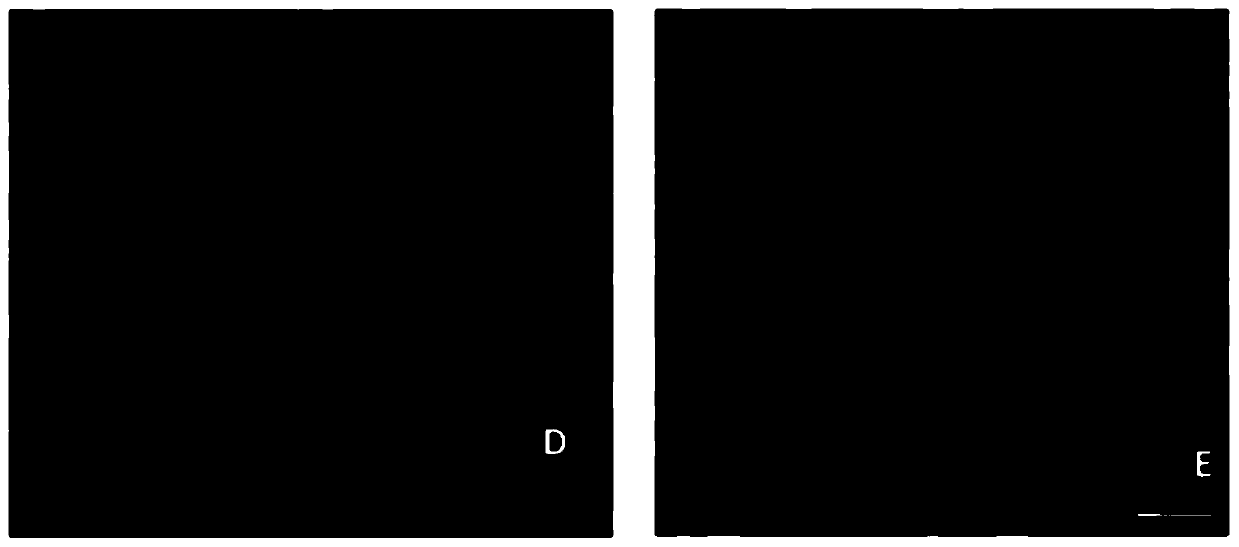 Nanoscale fish oil microcapsule as well as preparation method and application thereof