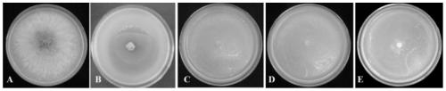 Pseudomonas syringae and application thereof to prevention and treatment of apple ring rot