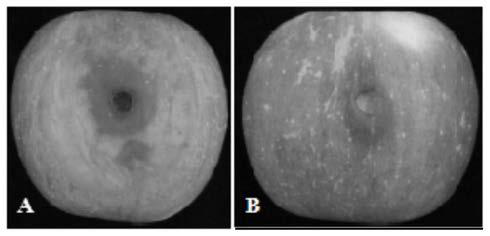 Pseudomonas syringae and application thereof to prevention and treatment of apple ring rot