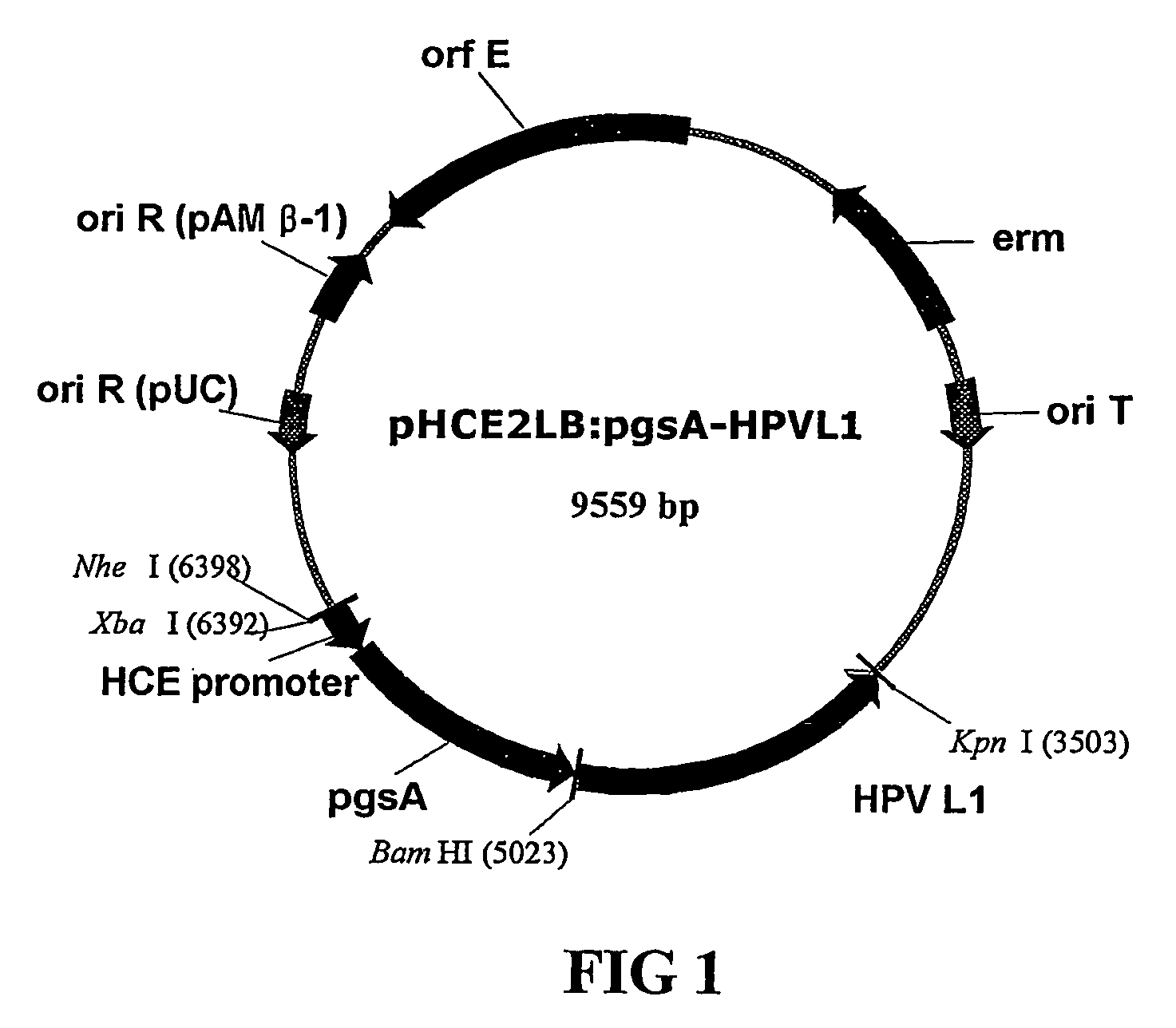 Vector for anti-HPV vaccine and transformed microorganism by the vector