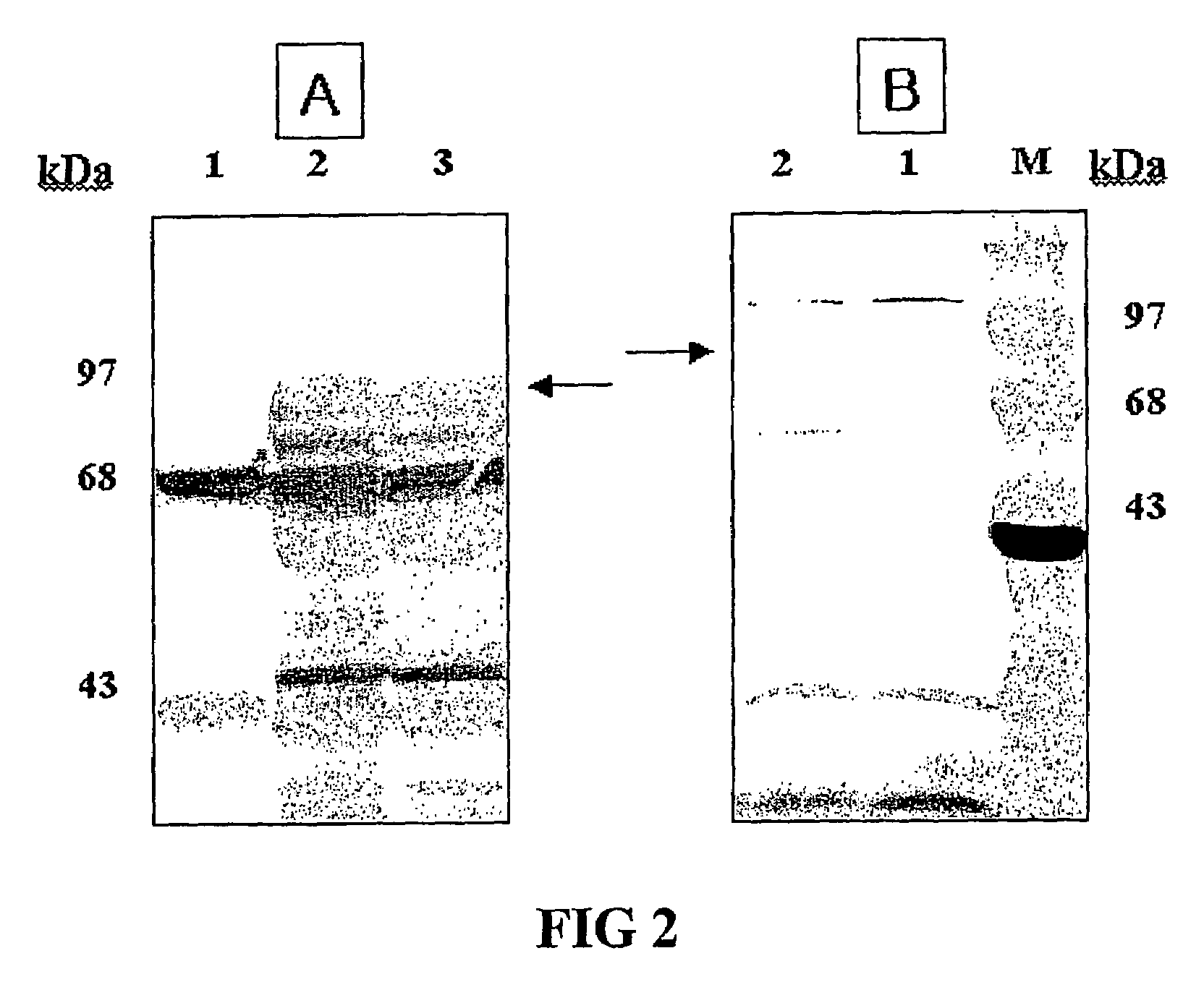 Vector for anti-HPV vaccine and transformed microorganism by the vector