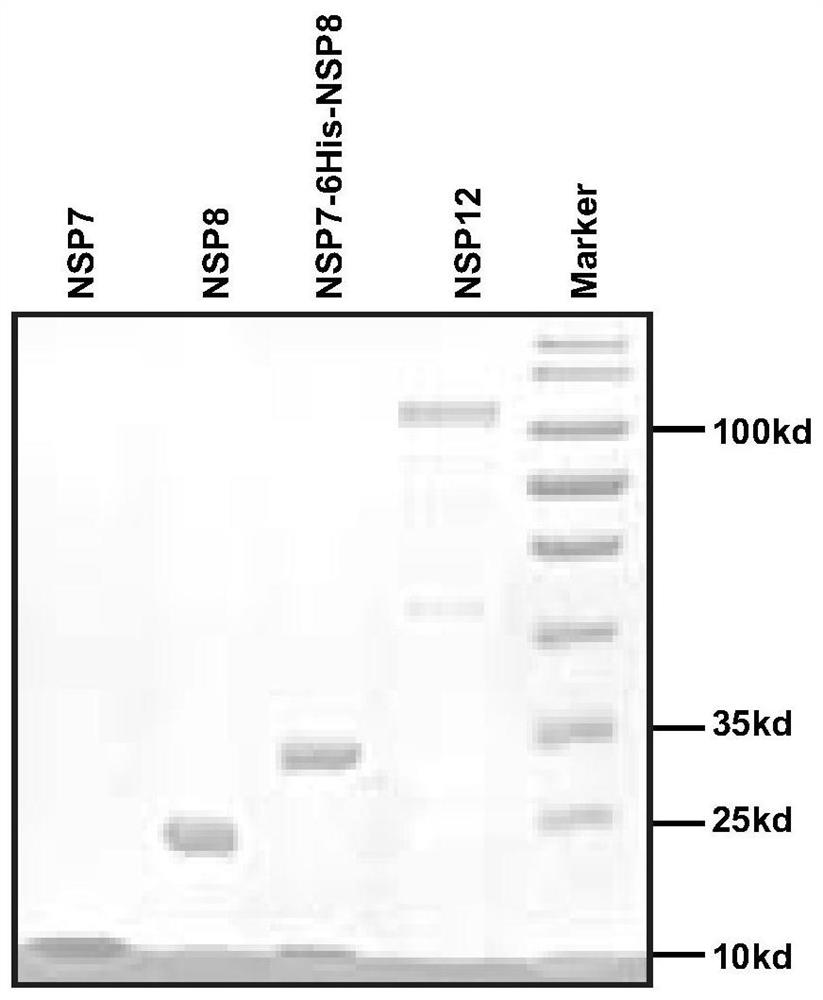 The application of corilagin in inhibiting the replication of coronavirus to exert the function of anti-coronavirus drug