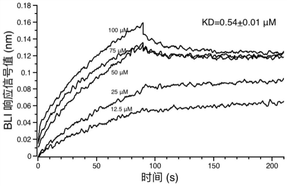 The application of corilagin in inhibiting the replication of coronavirus to exert the function of anti-coronavirus drug