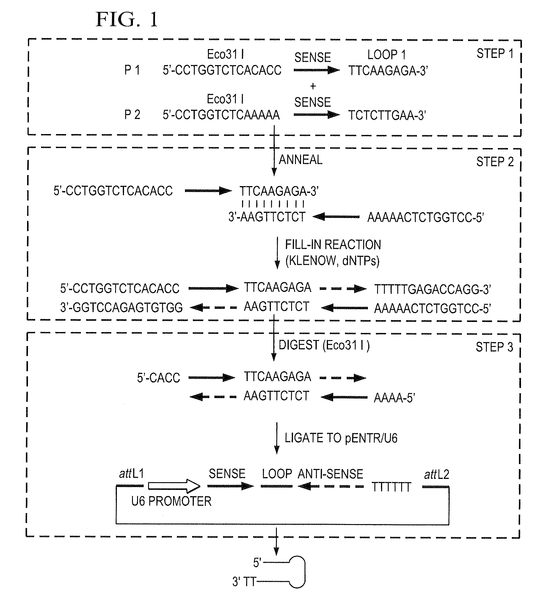 PRIMER-EXTENSION BASED METHOD FOR THE GENERATION OF siRNA/miRNA EXPRESSION VECTORS