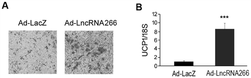 Application of lncrna-266 in the preparation of drugs for inducing brown adipocyte differentiation